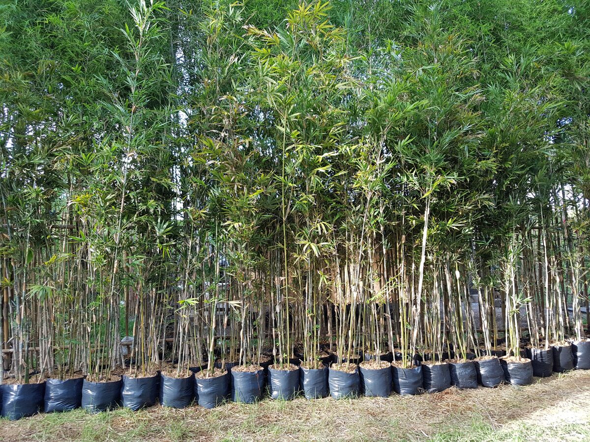 Thailand bamboo - Catalog - Sardo's Garden