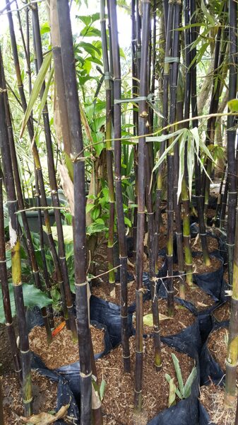 Timor Black Bamboo