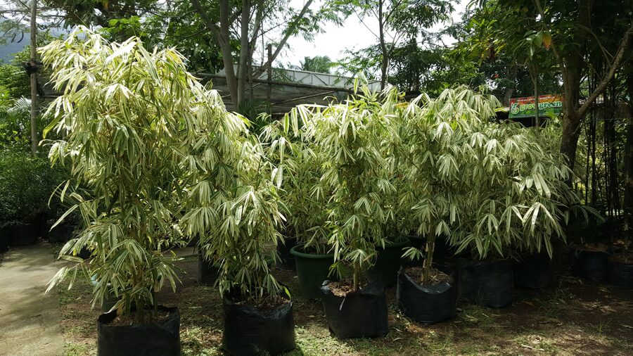 Shiroshima Bamboo