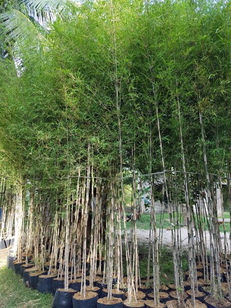 Pole Bamboo