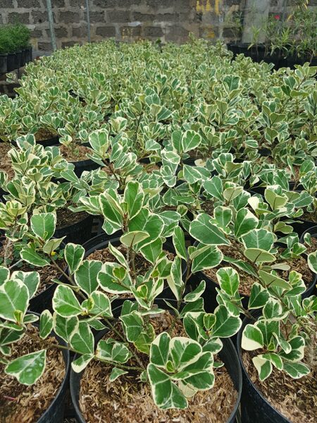 variegated triangularis