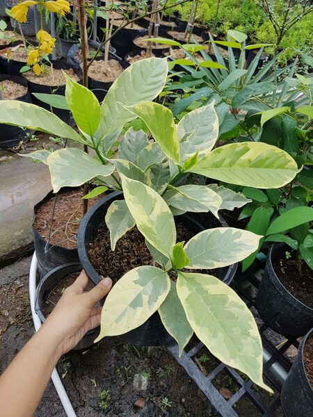 variegated pandacaqui sp