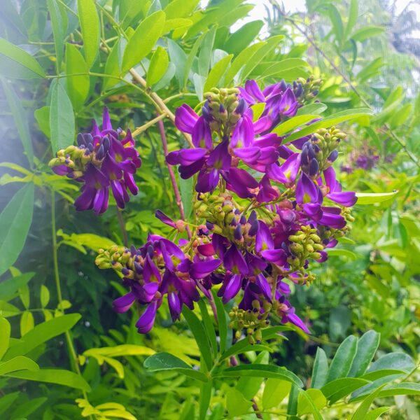 Tropical Wisteria