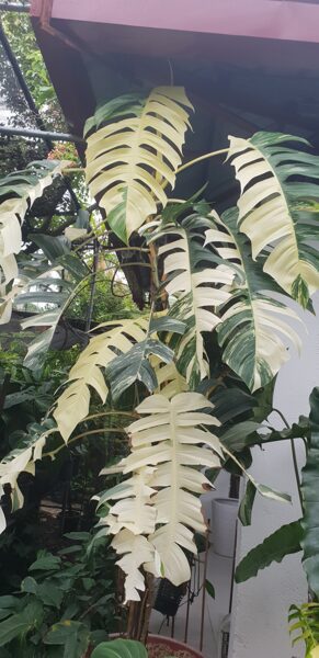 Epipremnum pinnatum albo variegata