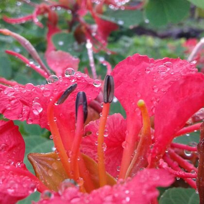 Bauhinia