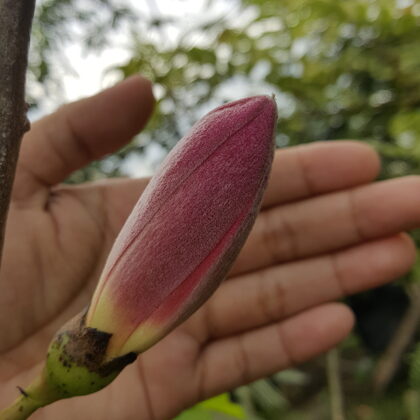 Chorisia Speciosa